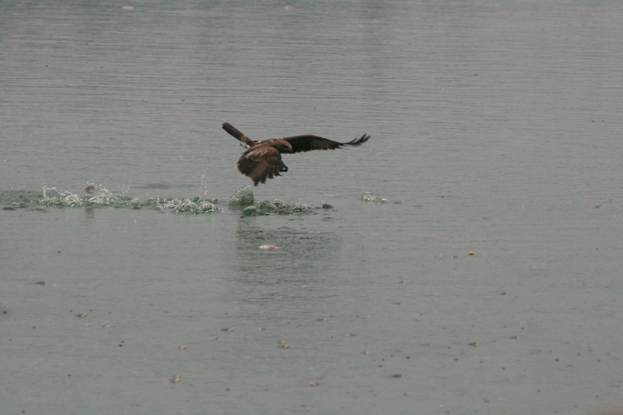 I Photographed Birds Near A Lake