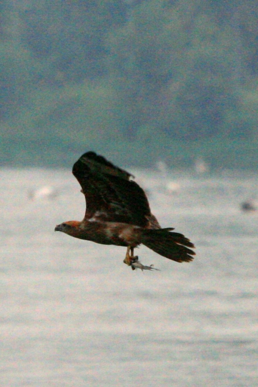 I Photographed Birds Near A Lake