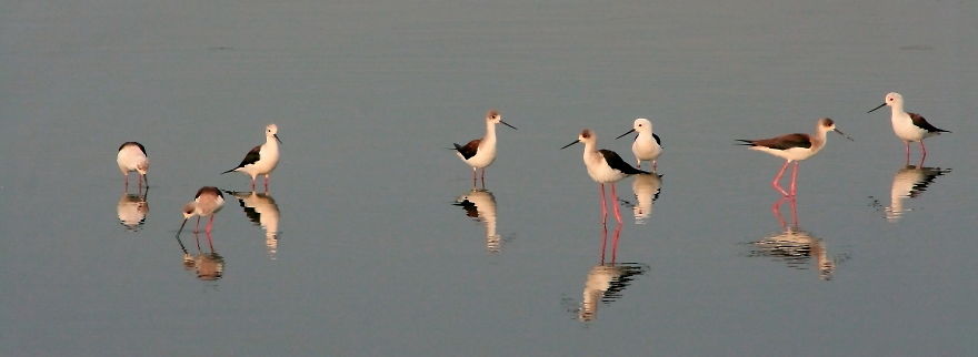 I Photographed Birds Near A Lake