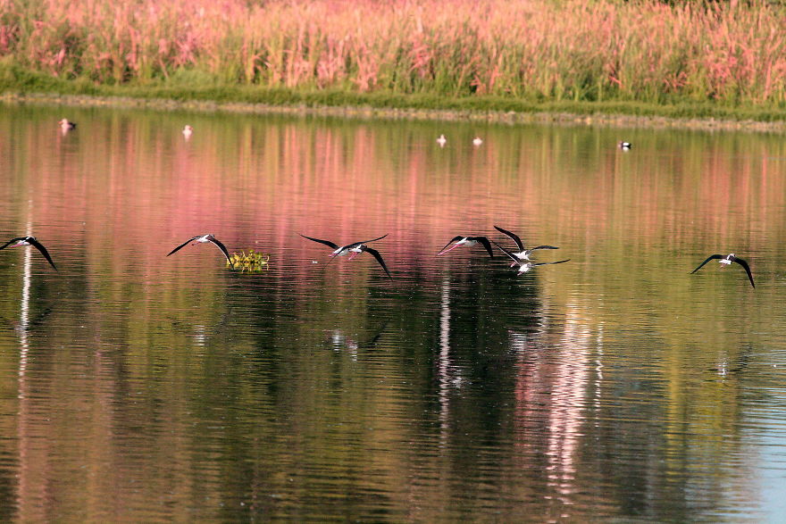 I Photographed Birds Near A Lake