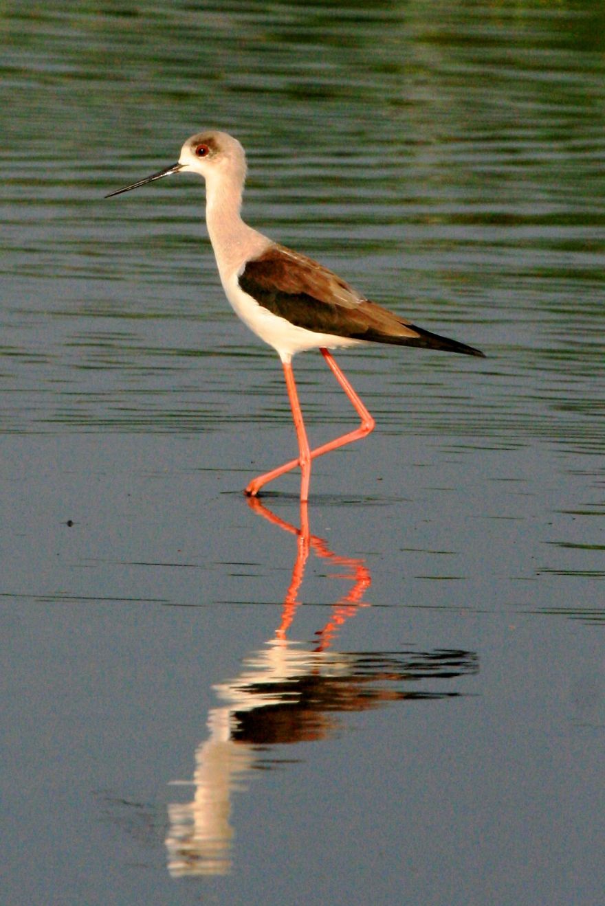 I Photographed Birds Near A Lake
