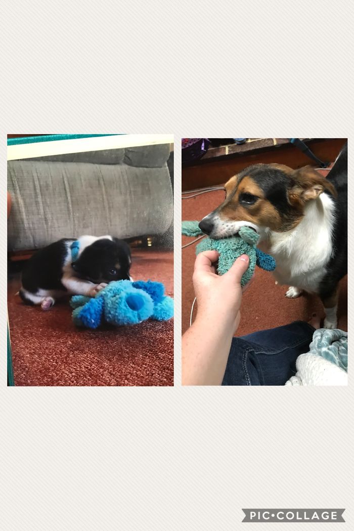 Whiskey 6 Weeks Vs. 2 Years With The Same Toy!