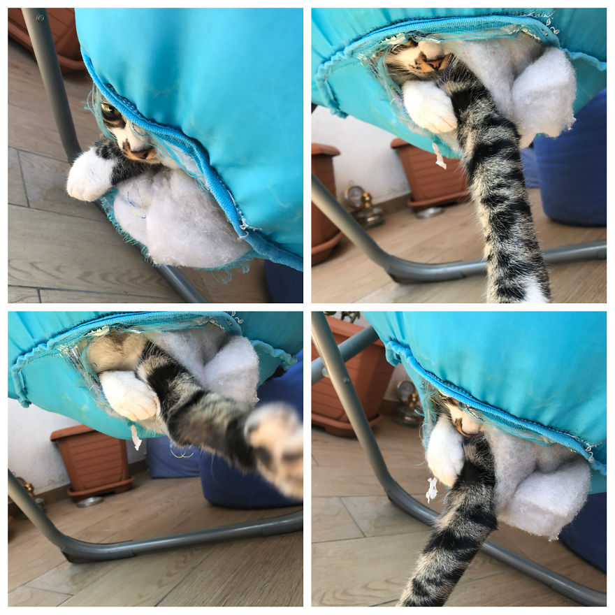 Cat Life