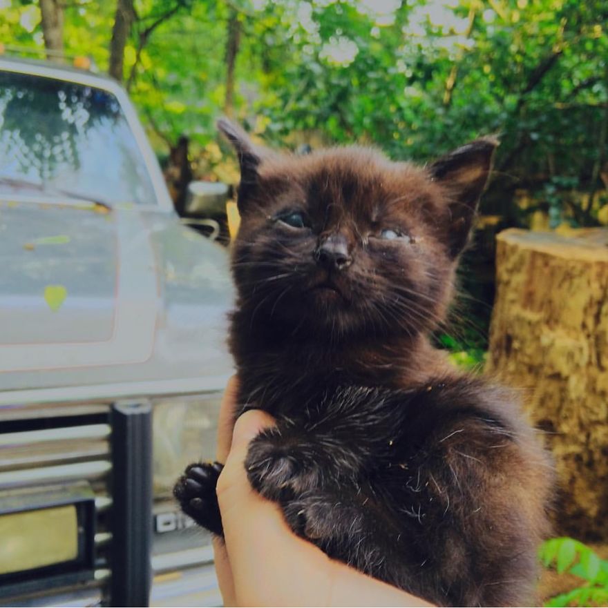 Meet Inky, The Kitten With No Eyelids