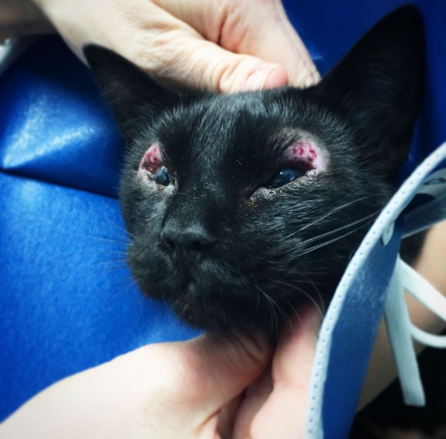 Meet Inky, The Kitten With No Eyelids