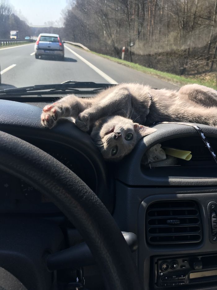My Cat Thinks I'm A Terrible Driver.