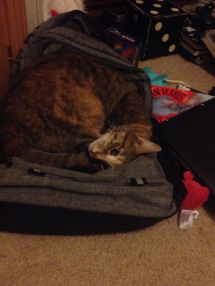 I Found My Cat Laying On My Backpack With Her Eyes Open. I Thought She Was Asleep...