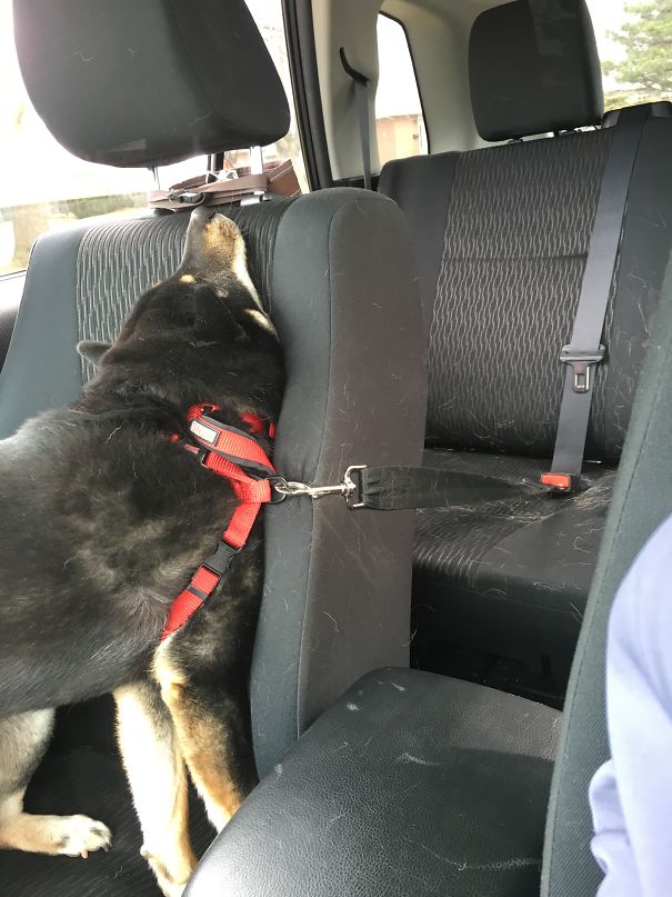 Gunner Wanted To Sit Up Front But Was Buckled In The Back Seat.