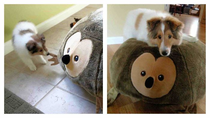 A Dog And A Hedgehog