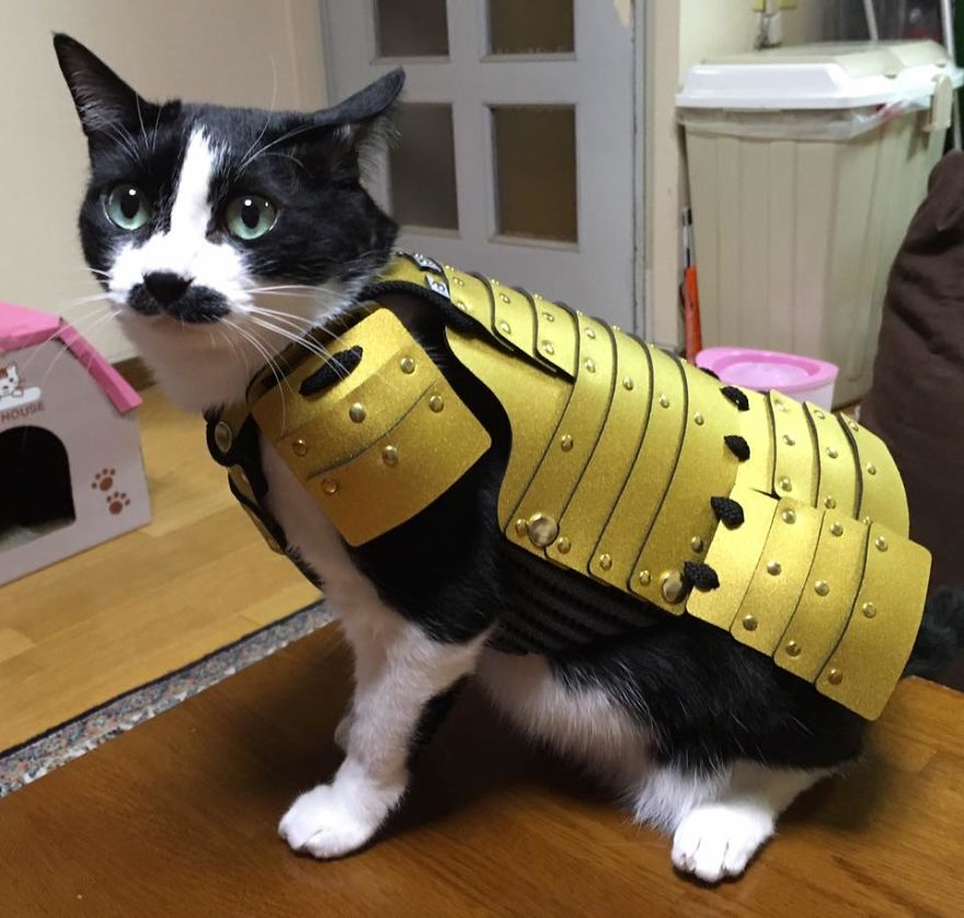 Japanese Company Makes Personalized Samurai Armor For Cats And Dogs