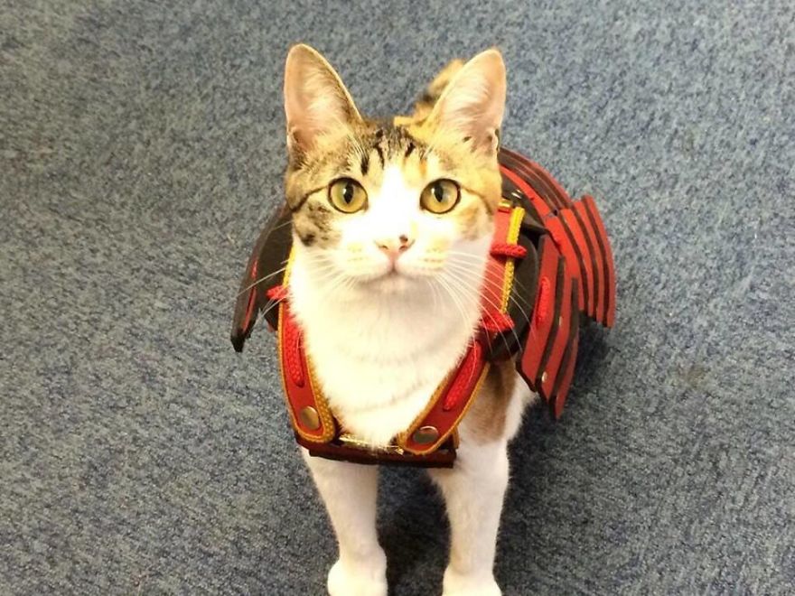 Japanese Company Makes Personalized Samurai Armor For Cats And Dogs