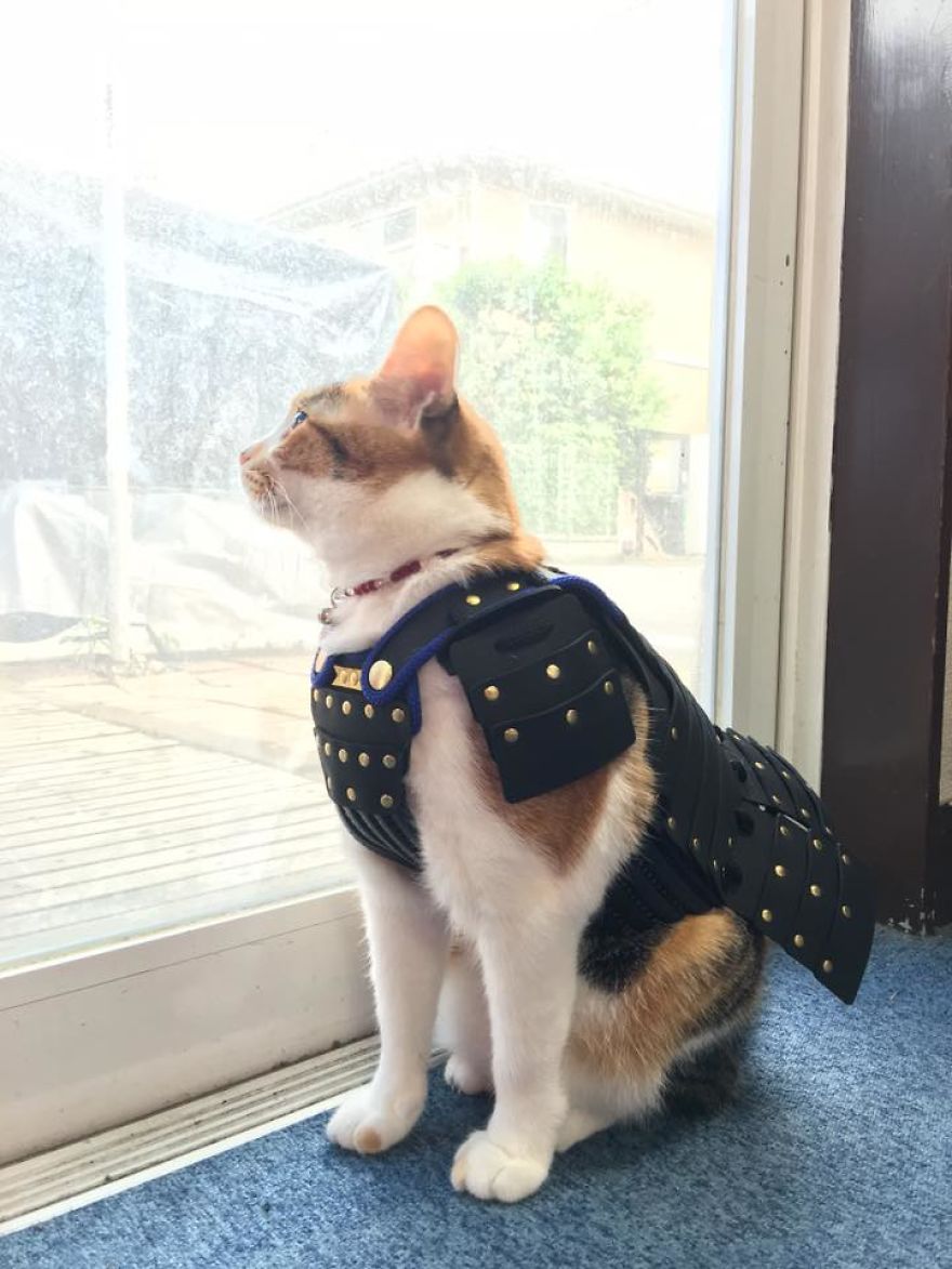 Japanese Company Makes Personalized Samurai Armor For Cats And Dogs