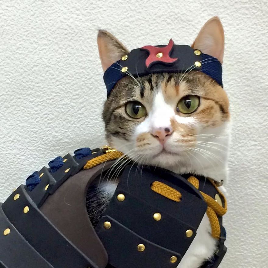 Japanese Company Makes Personalized Samurai Armor For Cats And Dogs