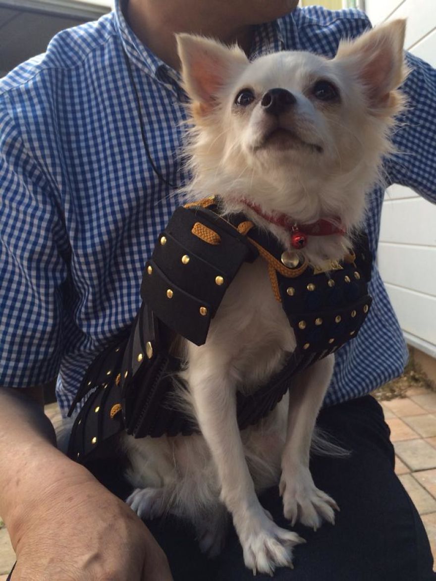Japanese Company Makes Personalized Samurai Armor For Cats And Dogs