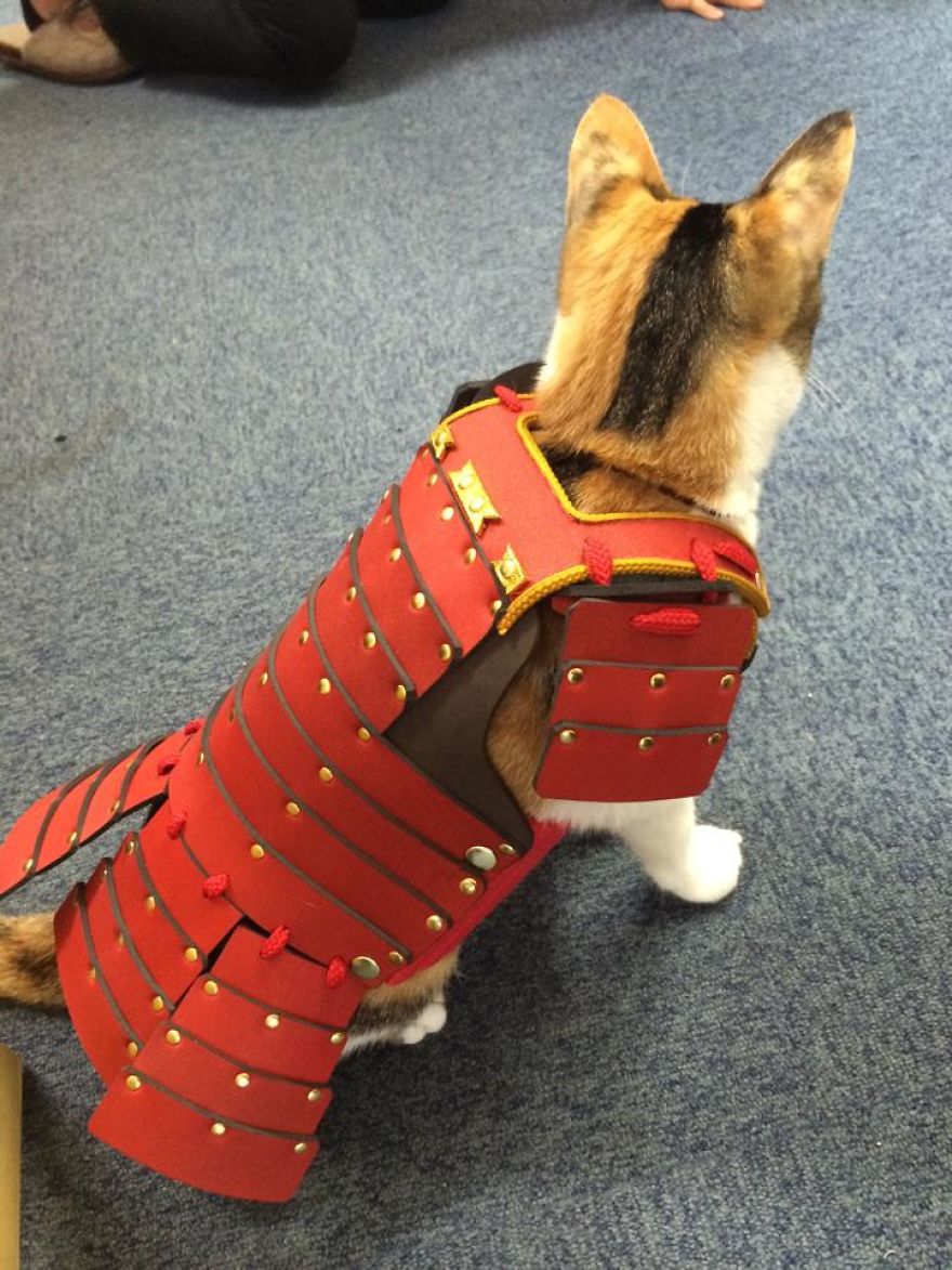 Japanese Company Makes Personalized Samurai Armor For Cats And Dogs