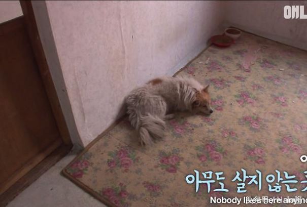 Little Dog Patiently Waits 3 Years For Sick Owner Who Is Never Coming Back Little Dog Patiently Waits 3 Years For Sick Owner Who Is Never Coming Back