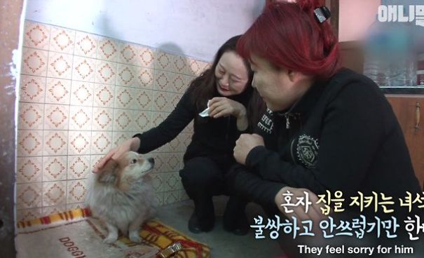 Little Dog Patiently Waits 3 Years For Sick Owner Who Is Never Coming Back Little Dog Patiently Waits 3 Years For Sick Owner Who Is Never Coming Back