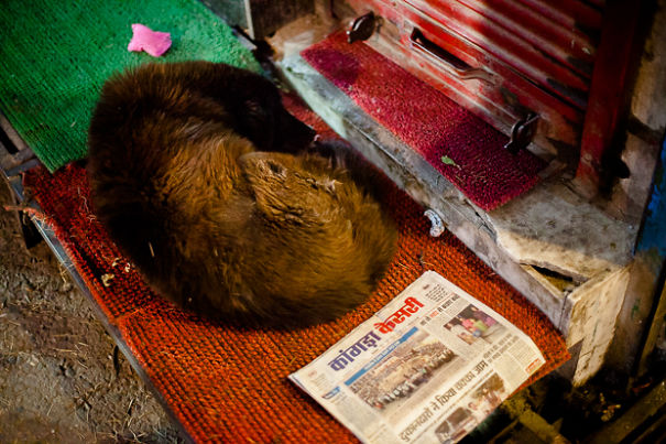 I Photographed Sleeping Dogs In India