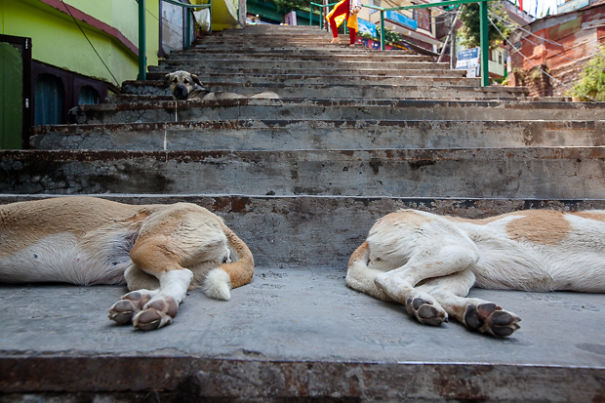 I Photographed Sleeping Dogs In India