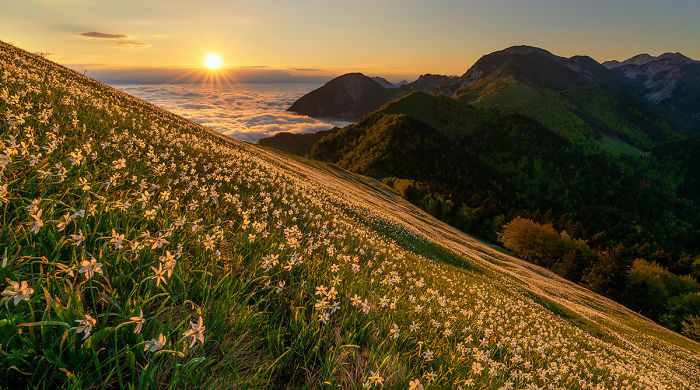 I Photographed Daffodils On The Slopes Of Mt. Golica