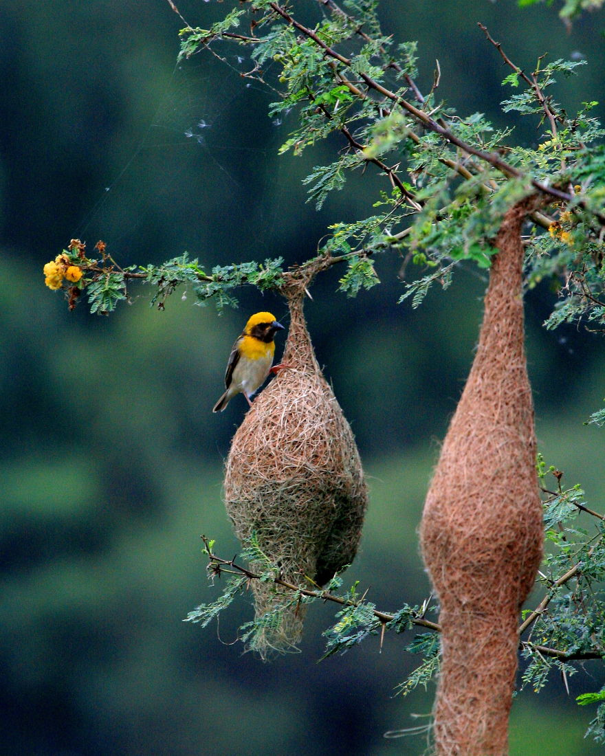 I Photographed Birds Near A Lake