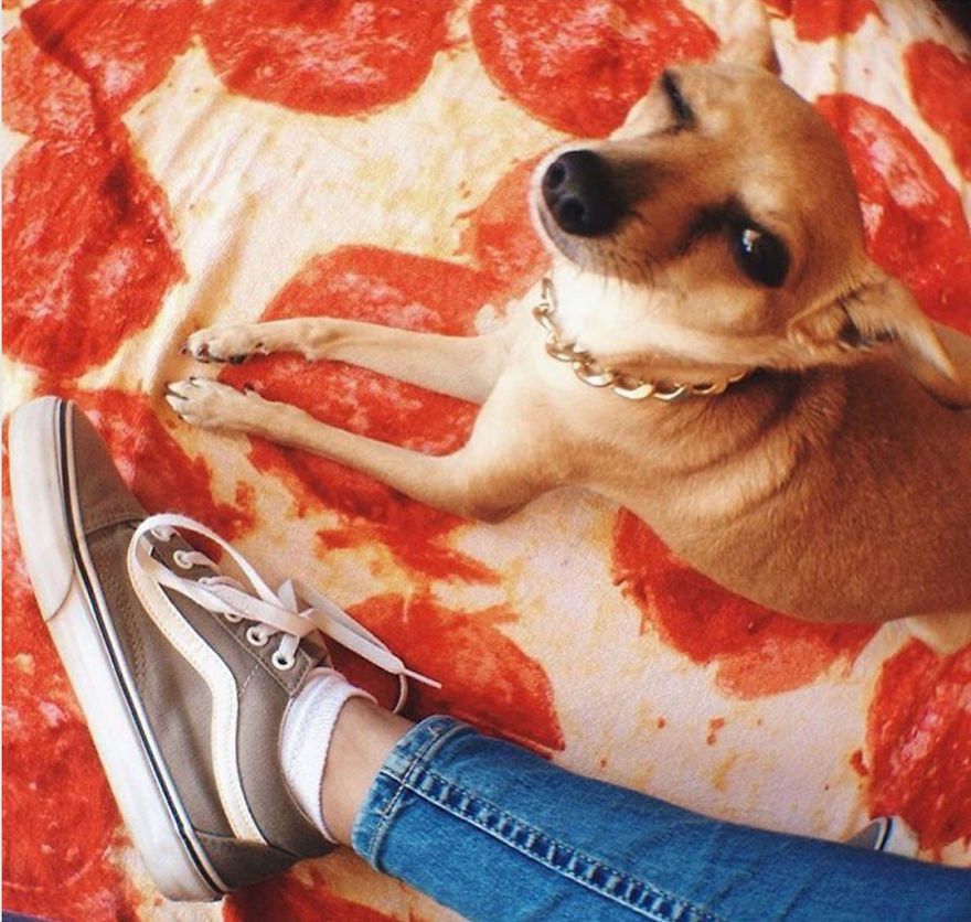 Meet 7 Dogs Who Love Pizza Towels