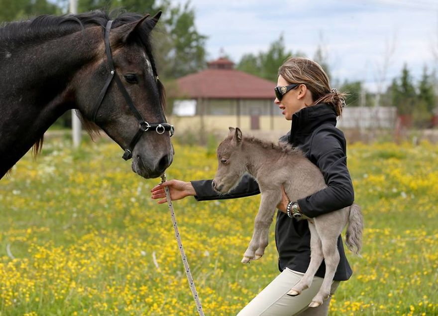 Meet The Smallest Horse In The World