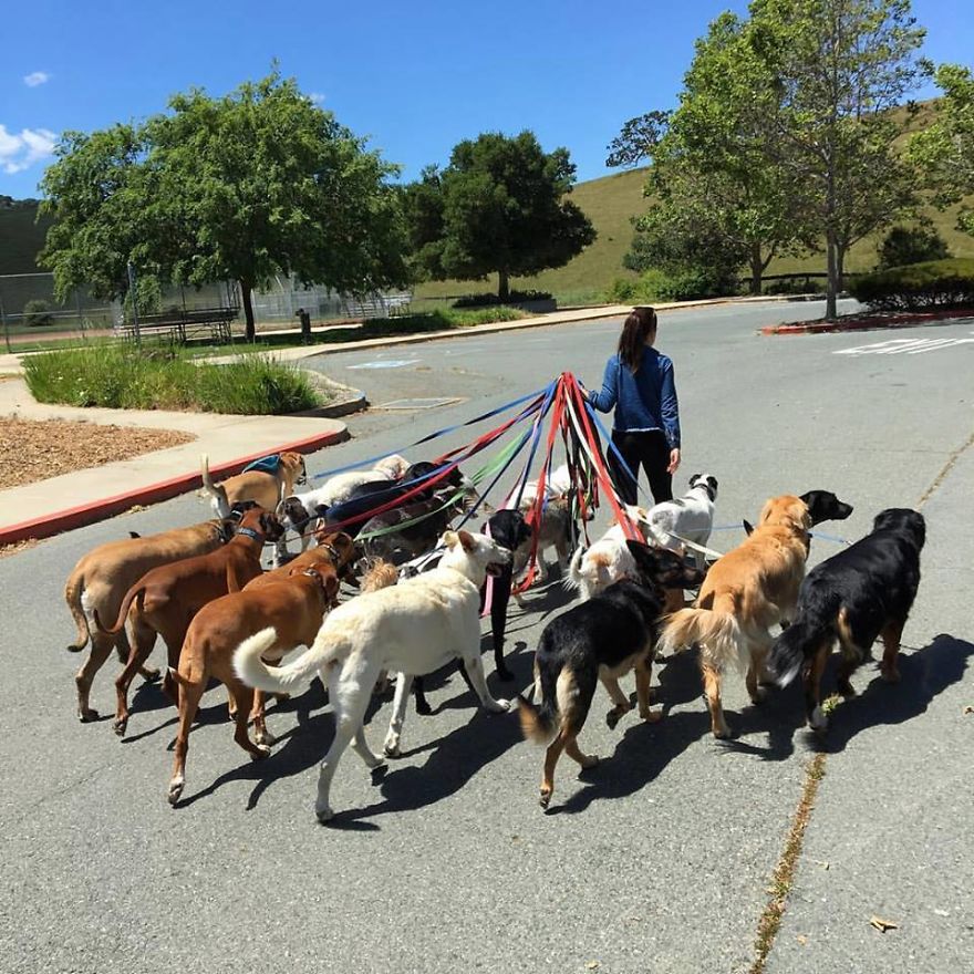Meet The Animal Lover Couple And Their Super Canine Club Meet The Animal Lover Couple And Their Super Canine Club