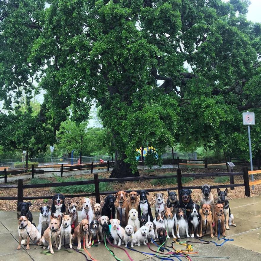 Meet The Animal Lover Couple And Their Super Canine Club Meet The Animal Lover Couple And Their Super Canine Club