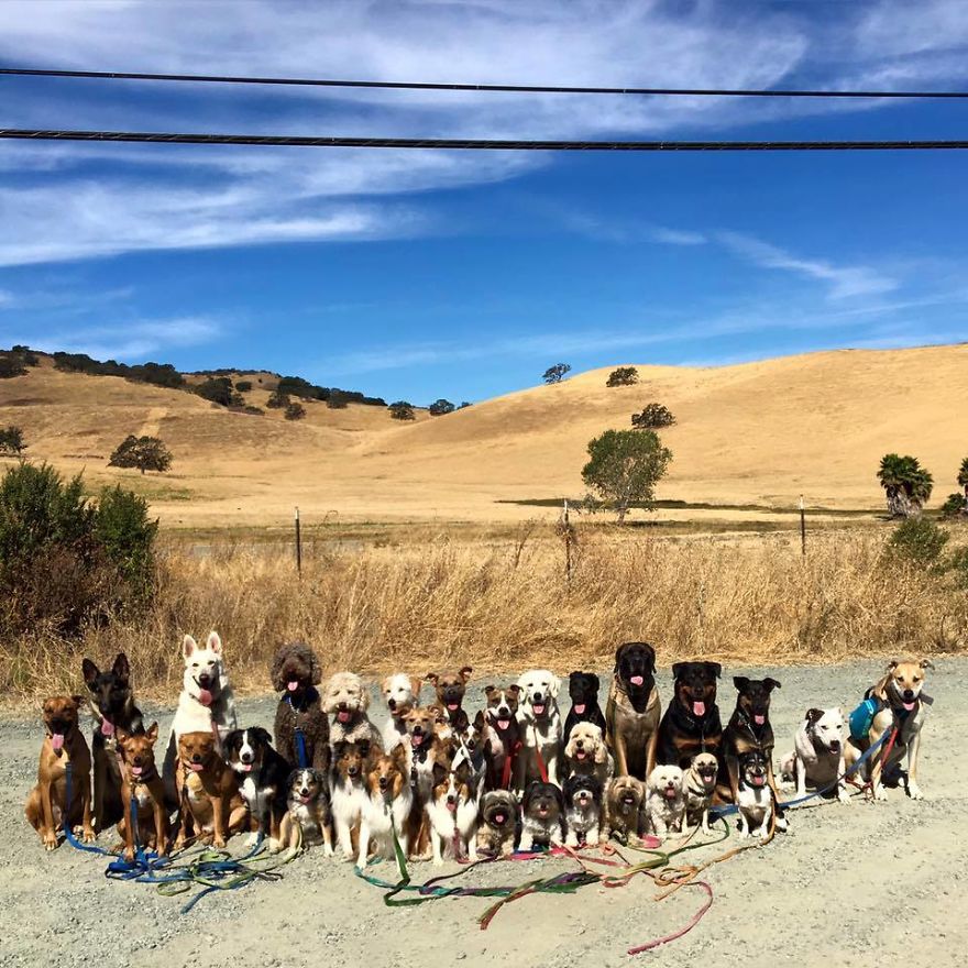 Meet The Animal Lover Couple And Their Super Canine Club Meet The Animal Lover Couple And Their Super Canine Club