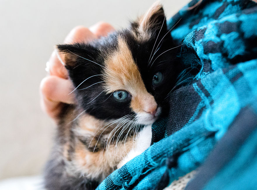 The Newborn Kitten Photoshoot I Did With A Rescue Kitten That Rescued My Sister!