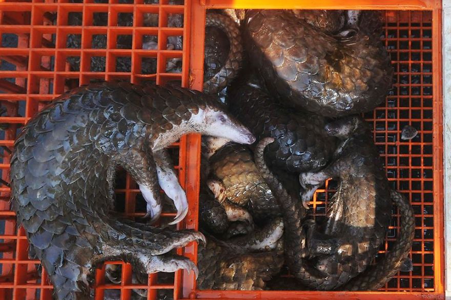 No Trade, No Killing: 200+ Muggled Pangolins Tracked Down In Indonesia
