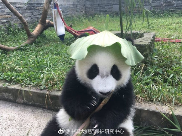 Pandas In Sw China Rock Tailor-Made Hats To Stay Cool This Summer Pandas In Sw China Rock Tailor-Made Hats To Stay Cool This Summer