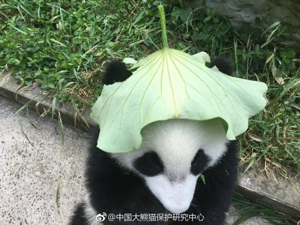 Pandas In Sw China Rock Tailor-Made Hats To Stay Cool This Summer Pandas In Sw China Rock Tailor-Made Hats To Stay Cool This Summer