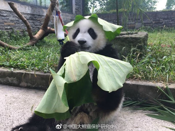 Pandas In Sw China Rock Tailor-Made Hats To Stay Cool This Summer Pandas In Sw China Rock Tailor-Made Hats To Stay Cool This Summer