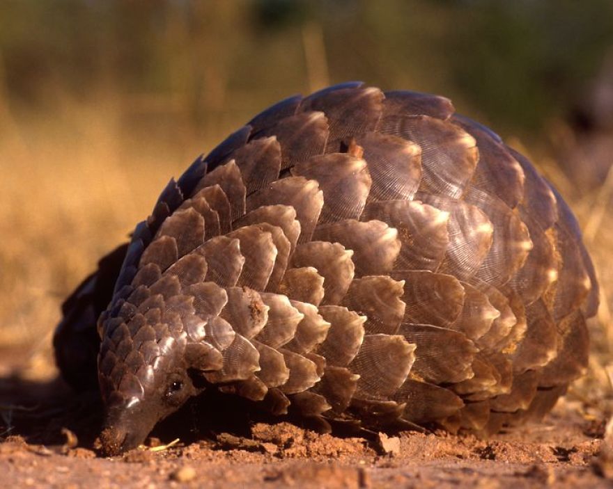 Rescued Pangolins Released Into Wild