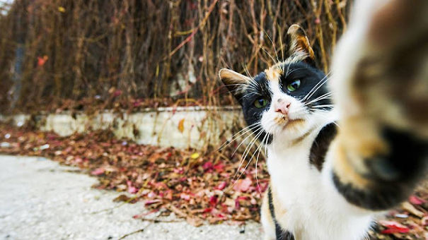 Pets Line Up For Comedy Photo Awards