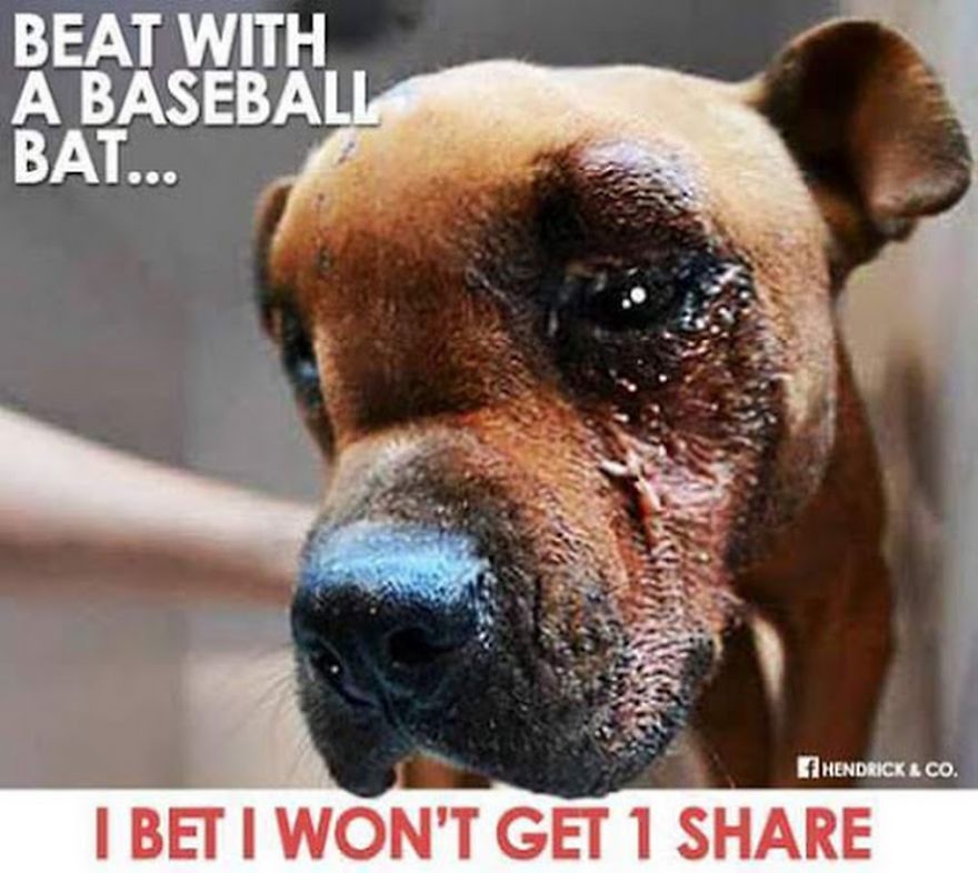 Please Stop Animal Abuse