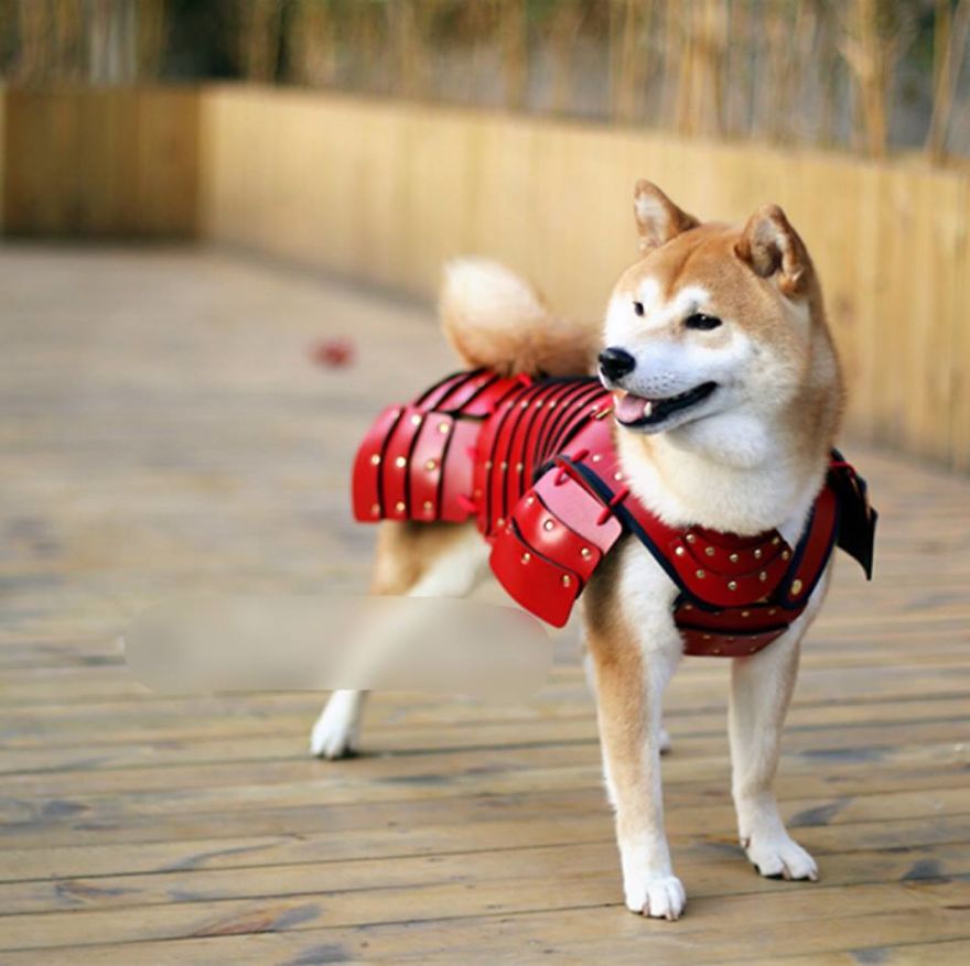 Japanese Company Makes Personalized Samurai Armor For Cats And Dogs