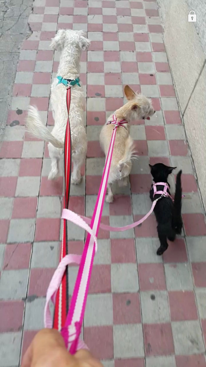 My Little Kitten Walks With The Dogs...