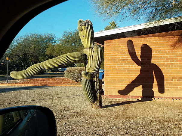 Dancing Cactus Shadow
