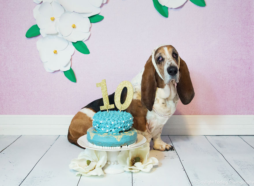 I Gave My Basset Hound A Cake For Her 10th Birthday... And She Smashed It!