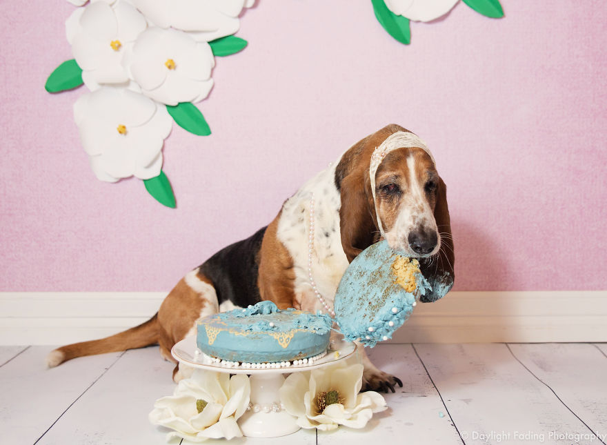 I Gave My Basset Hound A Cake For Her 10th Birthday... And She Smashed It!