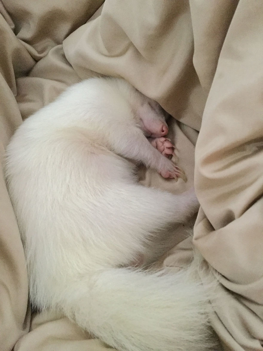 Snowy, The Adorable Sleepy Albino Skunk