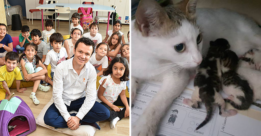 Teacher Transforms Classroom Into A Comfy Home-Like Place, Adopts Cats To Educate His Students Teacher Transforms Classroom Into A Comfy Home-Like Place, Adopts Cats To Educate His Students