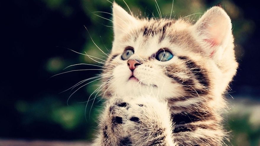 These Cute Af Kittens Will Help You Get Through Your Day