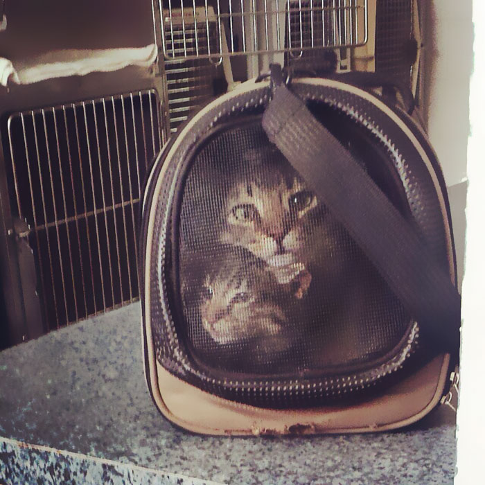 Our Two Cats Look Like They Were Cross-Stitched Onto The Carrier