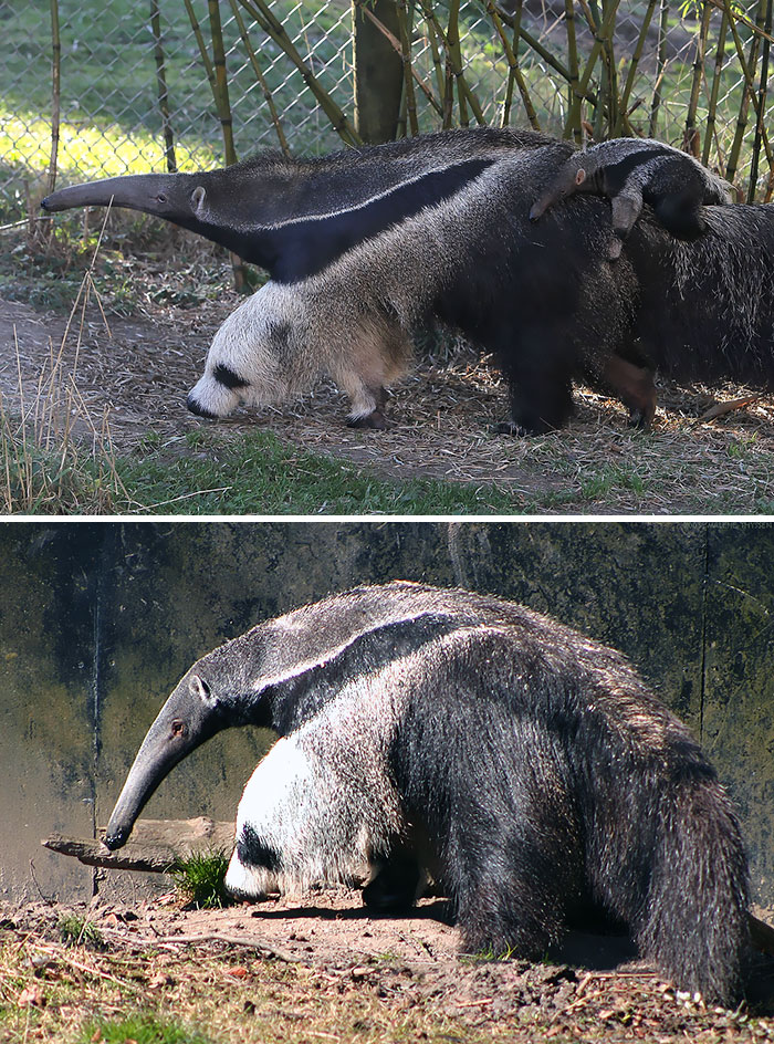 The Leg Of This Anteater Looks Like A Panda
