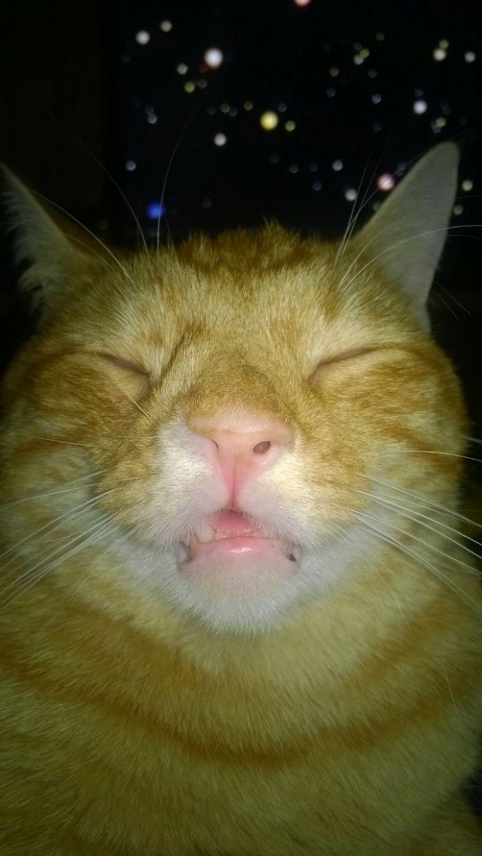Günter Is Our Special Crooked Child, He Makes The Craziest Faces When He Sleeps.