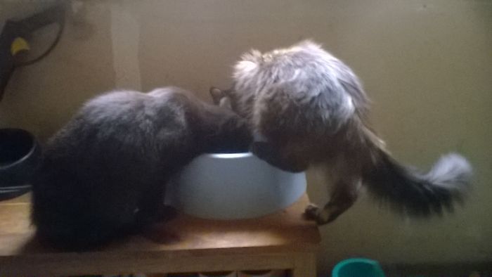 Just Two Cats Sharing Water...